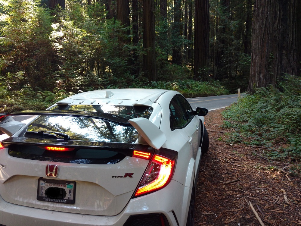 Civic Type_R in Redwood Trees